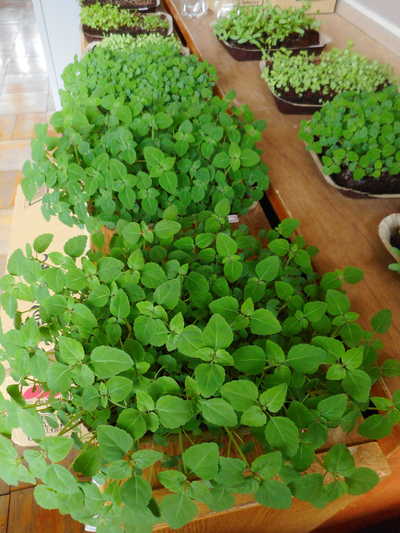 DSCN0662.JPG