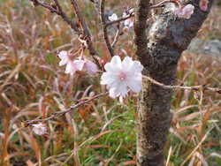 DSC01291.JPG