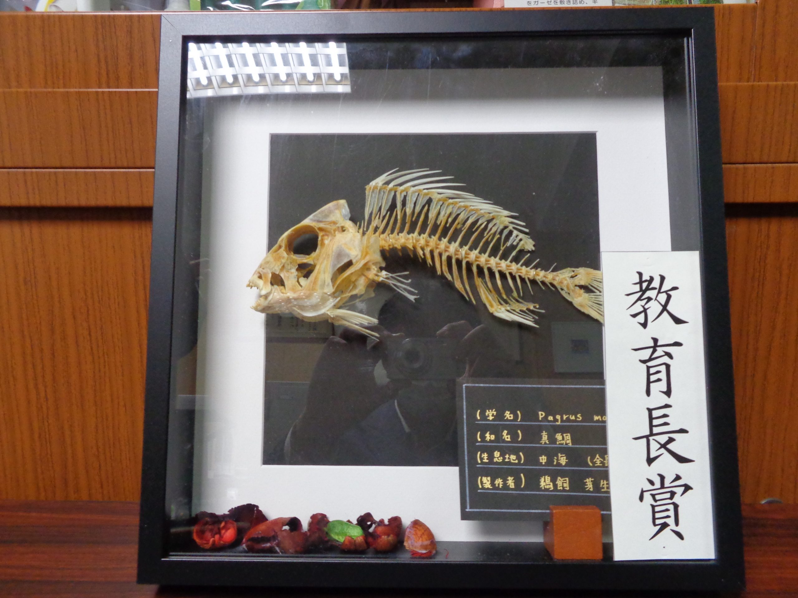自由研究 お魚フィギュアの標本 Www Thehubkaren Com