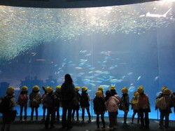 ２年名古屋港水族館 031.JPG