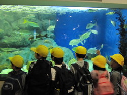 ２年名古屋港水族館 033.JPG