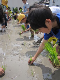 ５年田植え 004.JPG