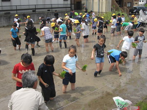 ５年田植え 005.JPG