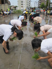 ５年田植え 006.JPG