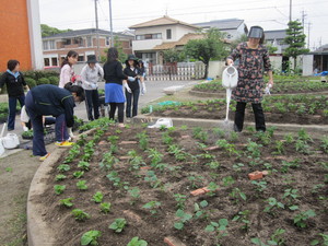 秋花壇定植 001.JPG