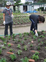 秋花壇定植 003.JPG