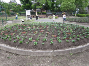 秋花壇定植 005.JPG