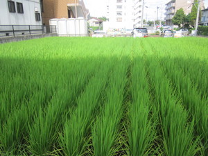 ５年田んぼ８月 001.JPG
