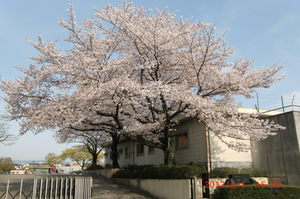 校門桜①.JPG