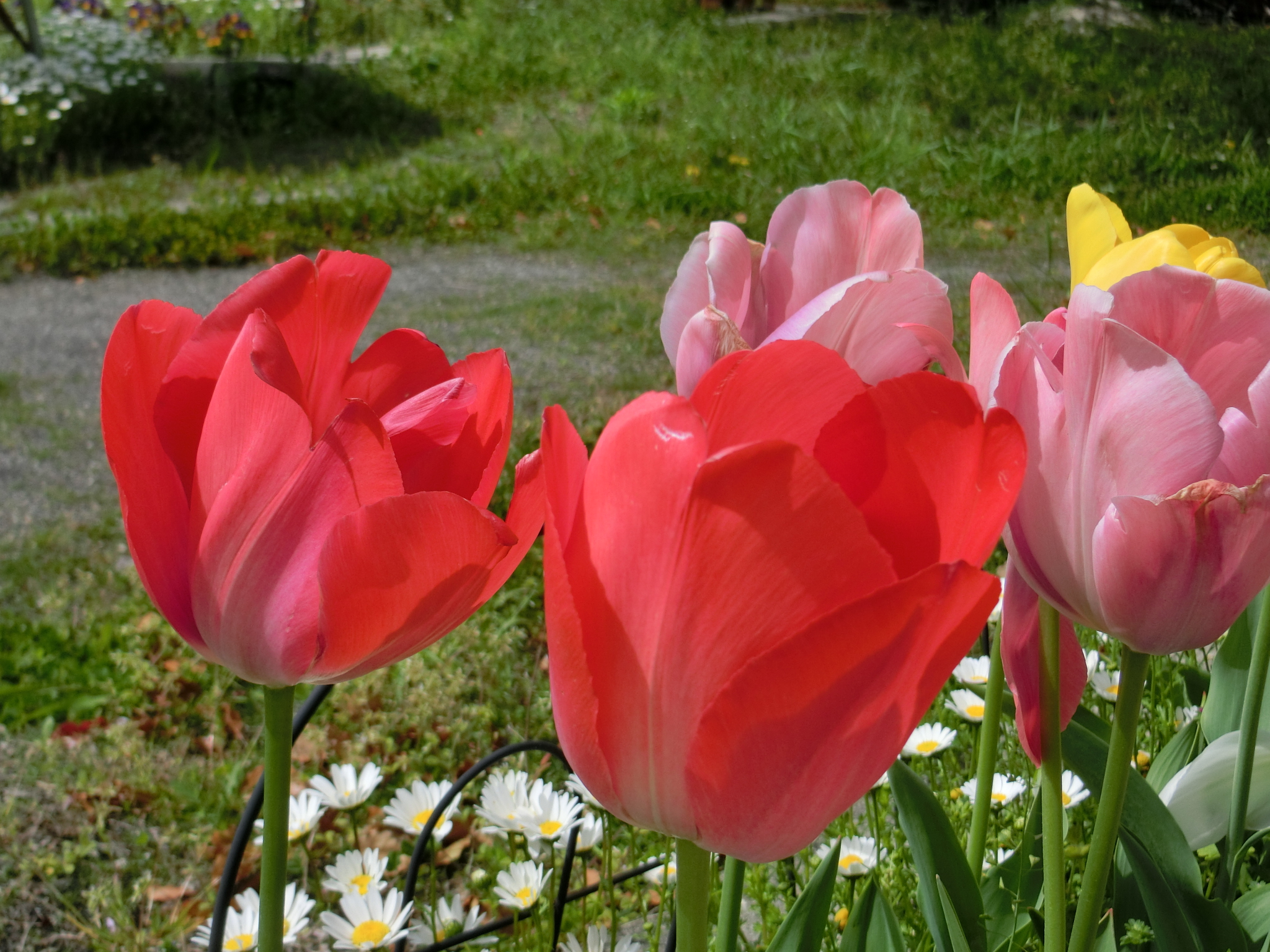 お花の名前は何ですか?