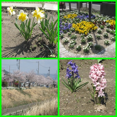 25.4.5春を彩る花たち３.jpg