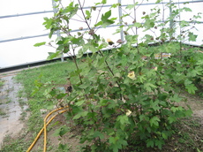 IMG_1557.JPG