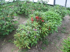 IMG_1558.JPG