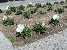 DSCF5385.JPG