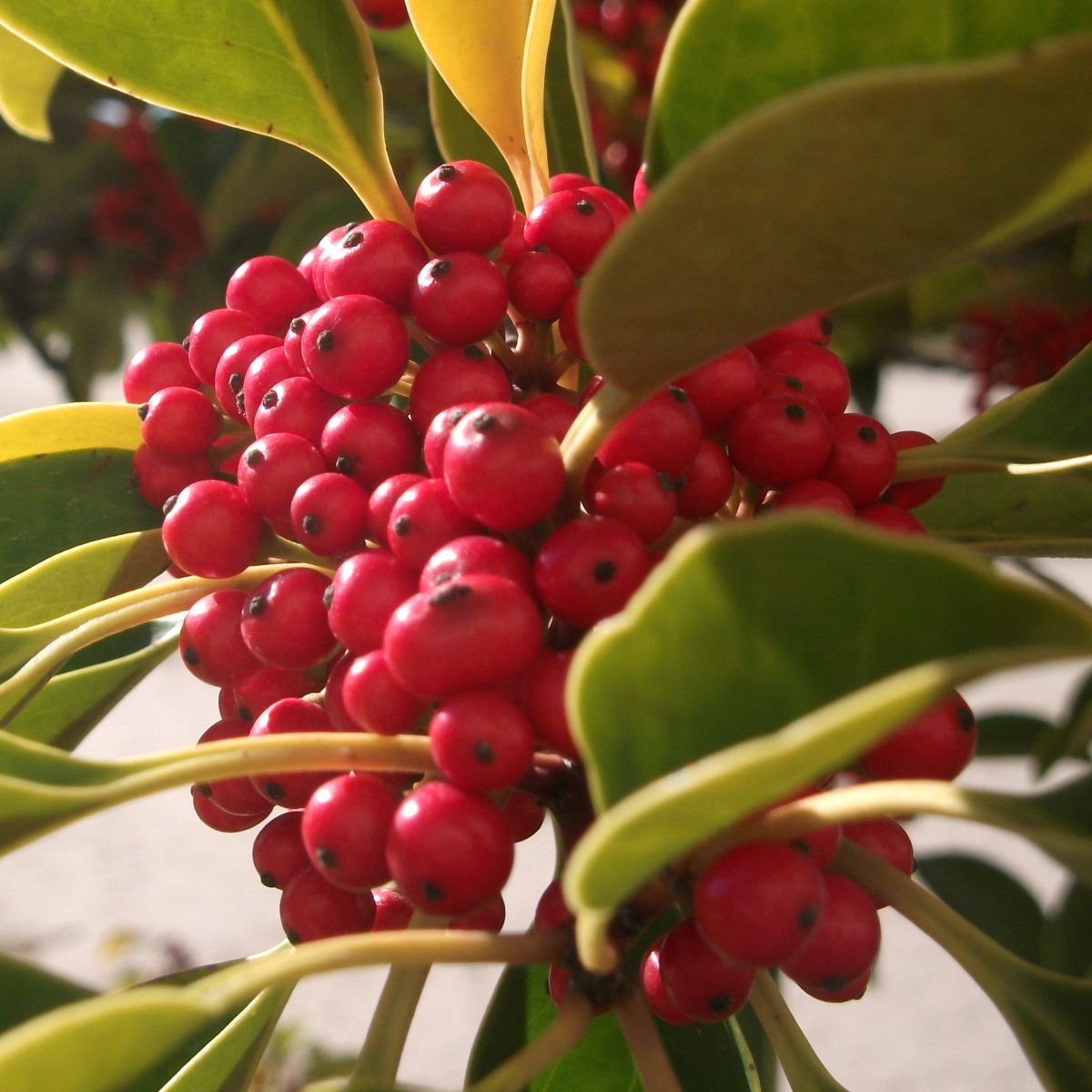 今年はいっそう赤い実