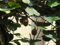 P1020134.JPG