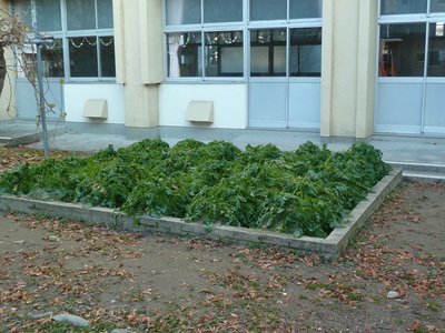 P1030852.JPG