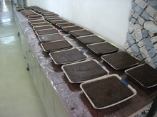 DSCF4568.JPG
