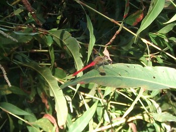 DSCF4822.JPG