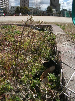 DSCF0515.JPG