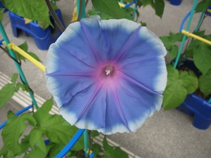 DSCF3189.JPG