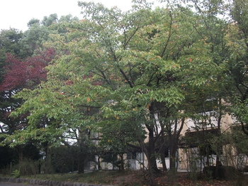 DSCF6102ｎ.JPG