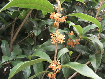 DSCF6561.JPG
