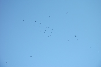 DSCF9465.JPG