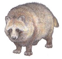 tanuki.jpg