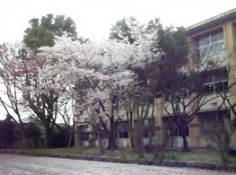 桜吹雪ｎ.jpg