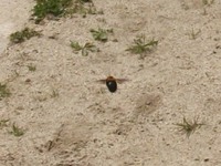 DSCF6237.JPG