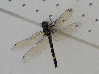 DSCF9928.JPG
