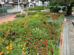 IMG_4257.JPG